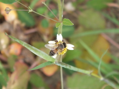Apis mellifera