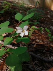 Viola ocellata