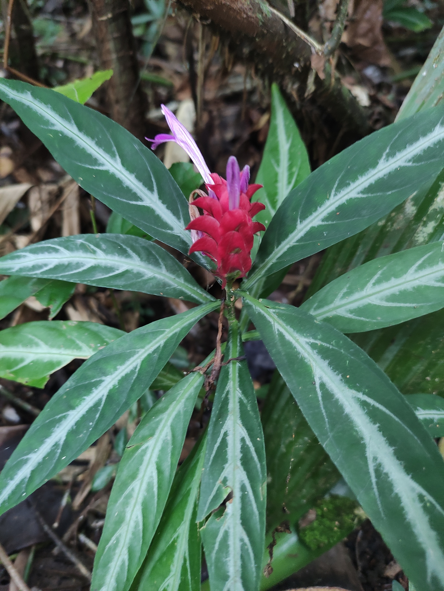 Afelandra-coral