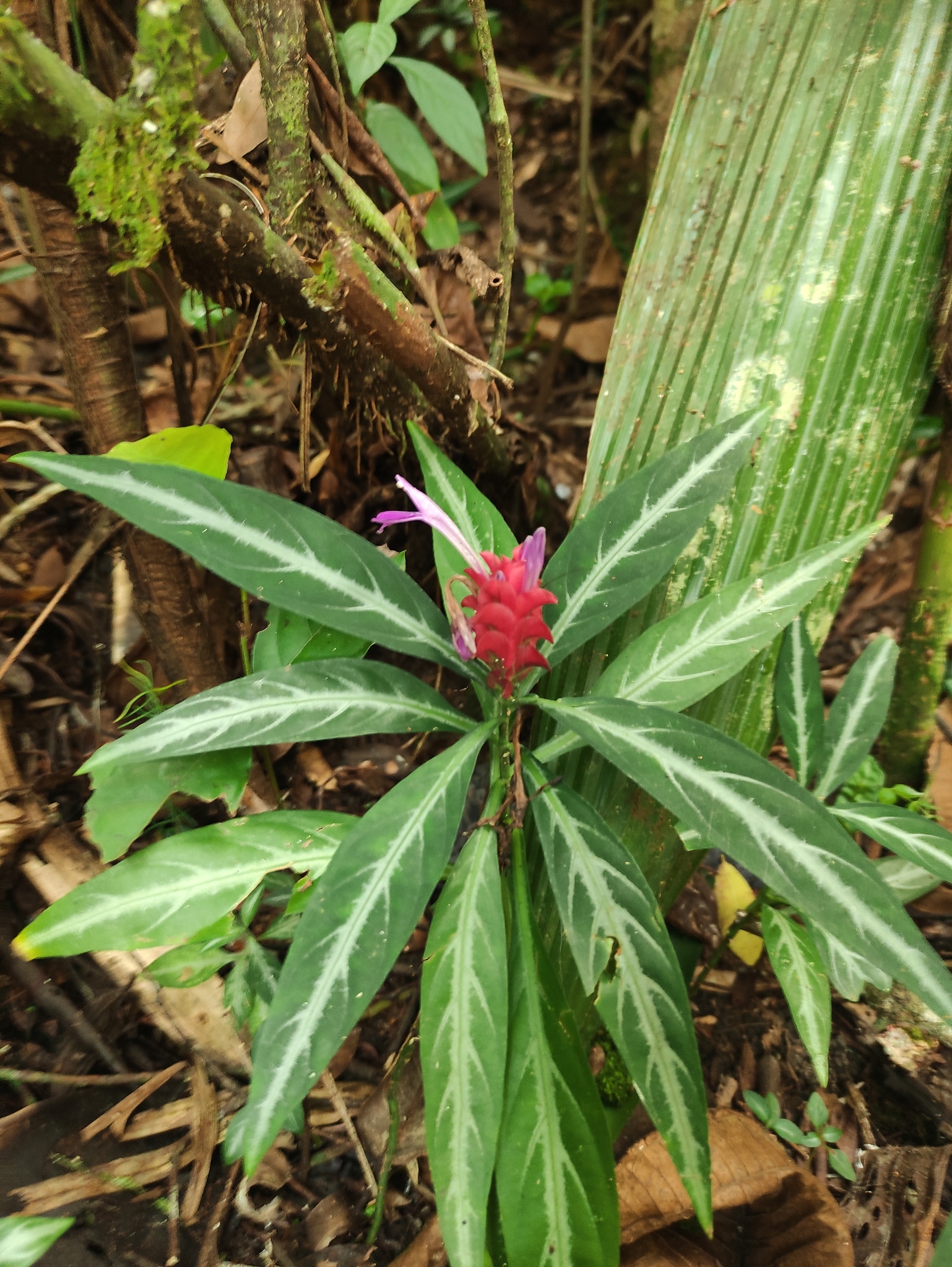 Afelandra-coral