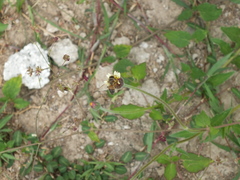 Apis mellifera