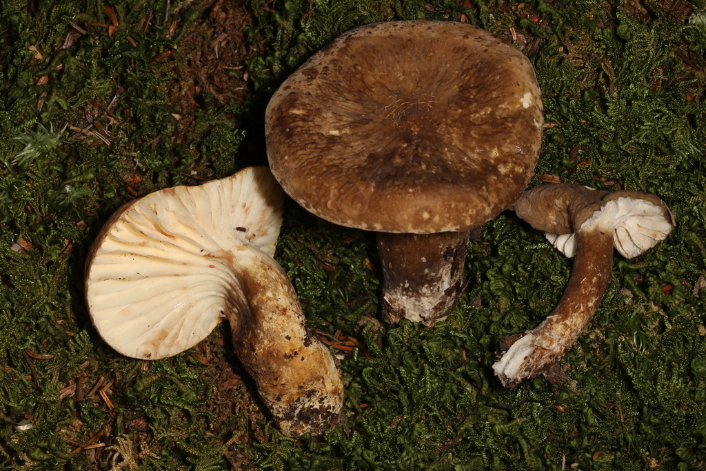 Lactifluus Sect Gerardii from 1584 Blackwater Lodge Rd, Davis, WV 26260 ...