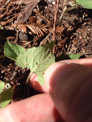 Viola ocellata