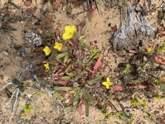 Camissoniopsis intermedia