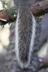 Sciurus arizonensis