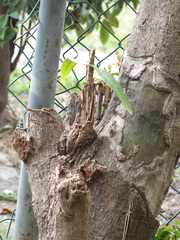 Anolis sagrei