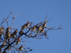 Bombycilla cedrorum