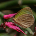 Eurema daira eugenia - Photo (c) irene-w, some rights reserved (CC BY-NC), uploaded by irene-w