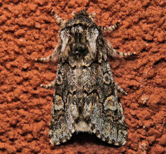 Psaphida thaxterianus