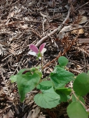 Viola ocellata