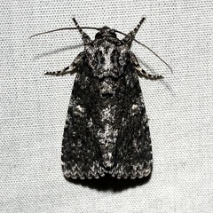 Acronicta afflicta