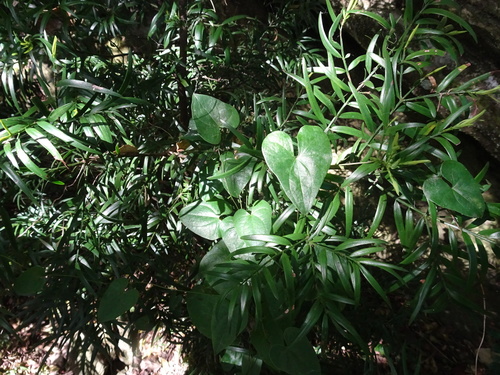 Image of Dioscorea sylvatica by (c) Thomas Koffel, some rights reserved (CC BY)