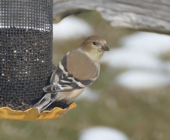 Spinus tristis