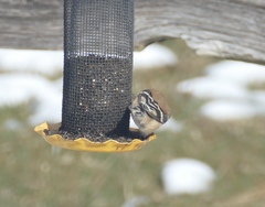 Spinus tristis