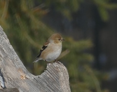 Spinus tristis