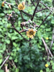 Lactuca formosana