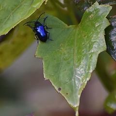 Alticina