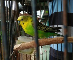 Melopsittacus