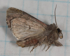 Melanchra pulverulenta