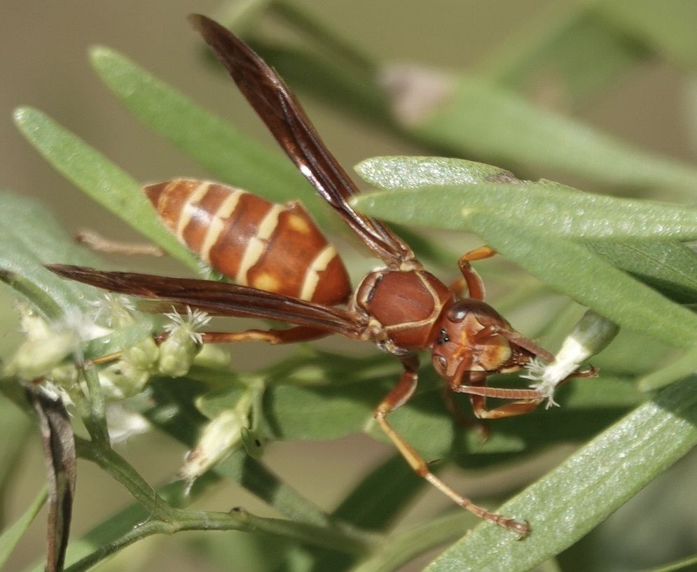 Hairy Scoliid Wasp (Scolia hirta) · iNaturalist United Kingdom