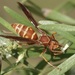 Southern Paper Wasp - Photo (c) Ute Welk, some rights reserved (CC BY-NC), uploaded by Ute Welk