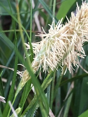 Carex emoryi