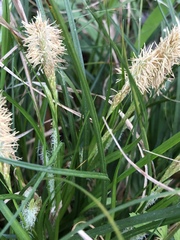 Carex emoryi