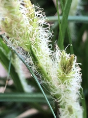 Carex emoryi