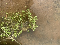 Callitriche marginata