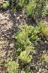 Caulanthus lasiophyllus