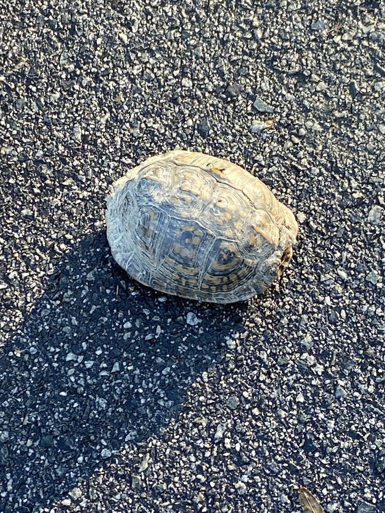 Eastern Box Turtle In October 2023 By Hgallimore INaturalist   Large 