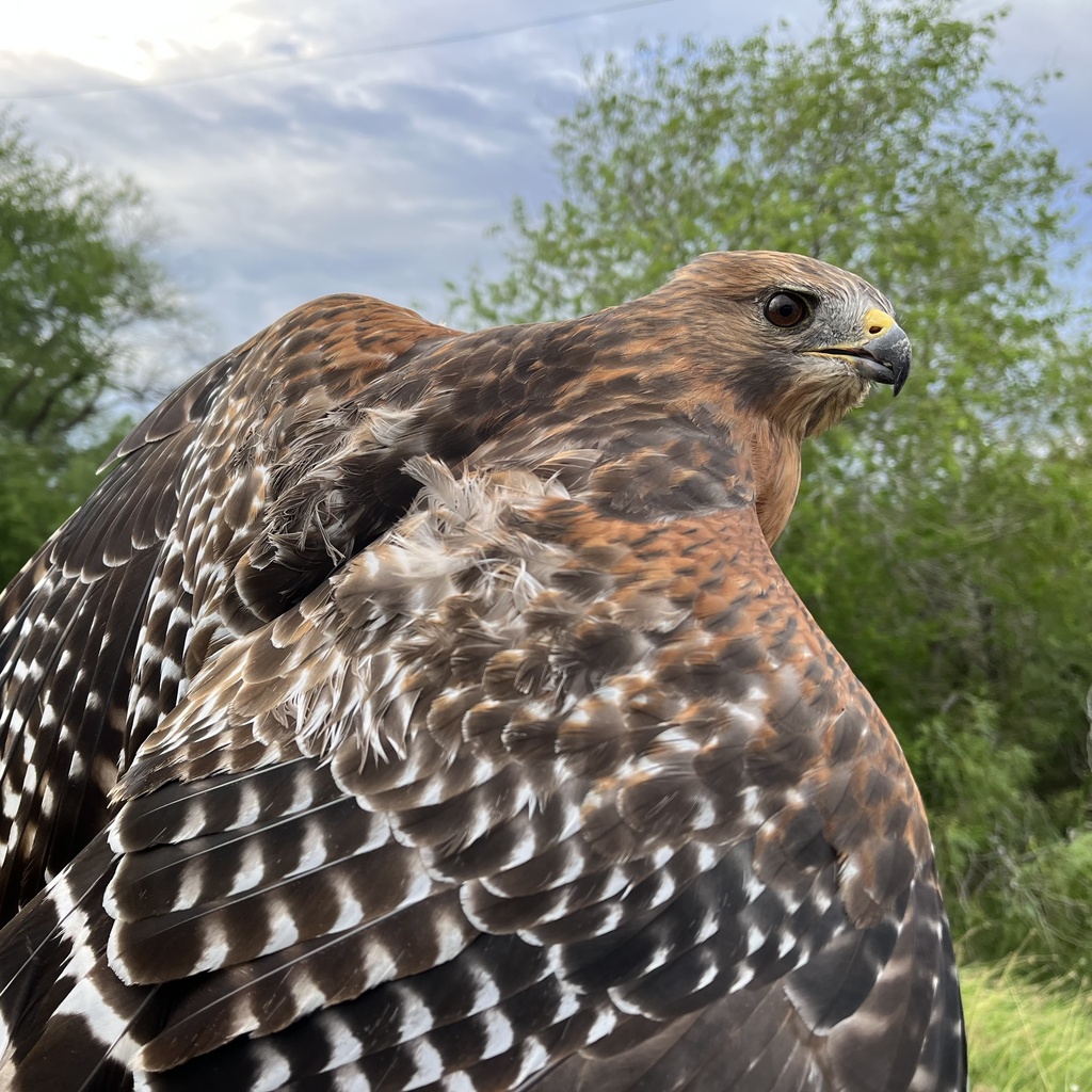 Red-shouldered Hawk from Robstown, TX, US on October 7, 2023 at 08:29 ...