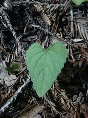 Viola ocellata