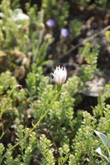 Calycoseris wrightii