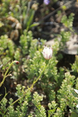 Calycoseris wrightii