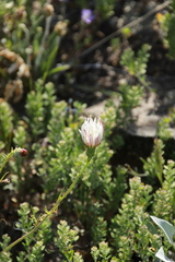 Calycoseris wrightii