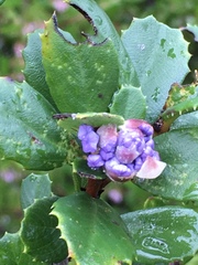 Ceanothus gloriosus exaltatus