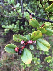 Ceanothus gloriosus exaltatus