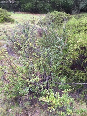 Ceanothus gloriosus exaltatus