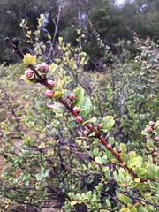 Ceanothus gloriosus exaltatus