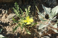 Oenothera primiveris primiveris