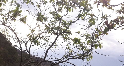 Image of Quercus gravesii by (c) Cole Wolf, some rights reserved (CC BY)