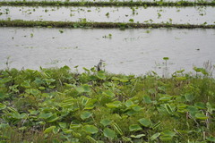 Ardea cinerea