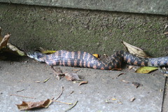 Rhabdophis tigrinus tigrinus