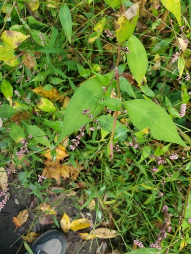 Persicaria posumbu iNat (2)