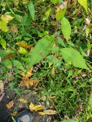 Slender Knotweed (Polygonum gracile)