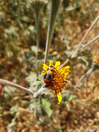 Lytta quadrimaculata