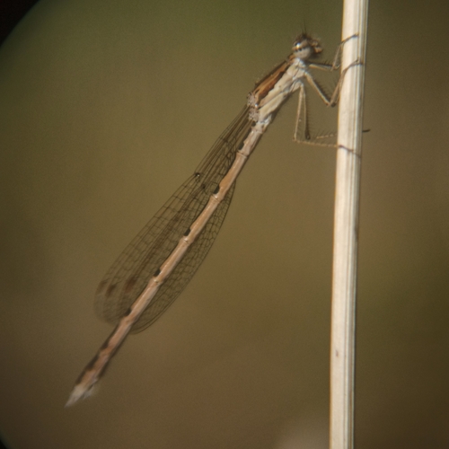 Sympecma fusca