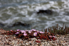 Disphyma australe australe