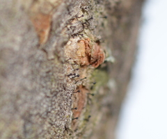 Phaeocalicium curtisii